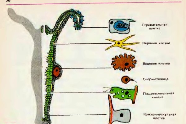 Кракен 13at